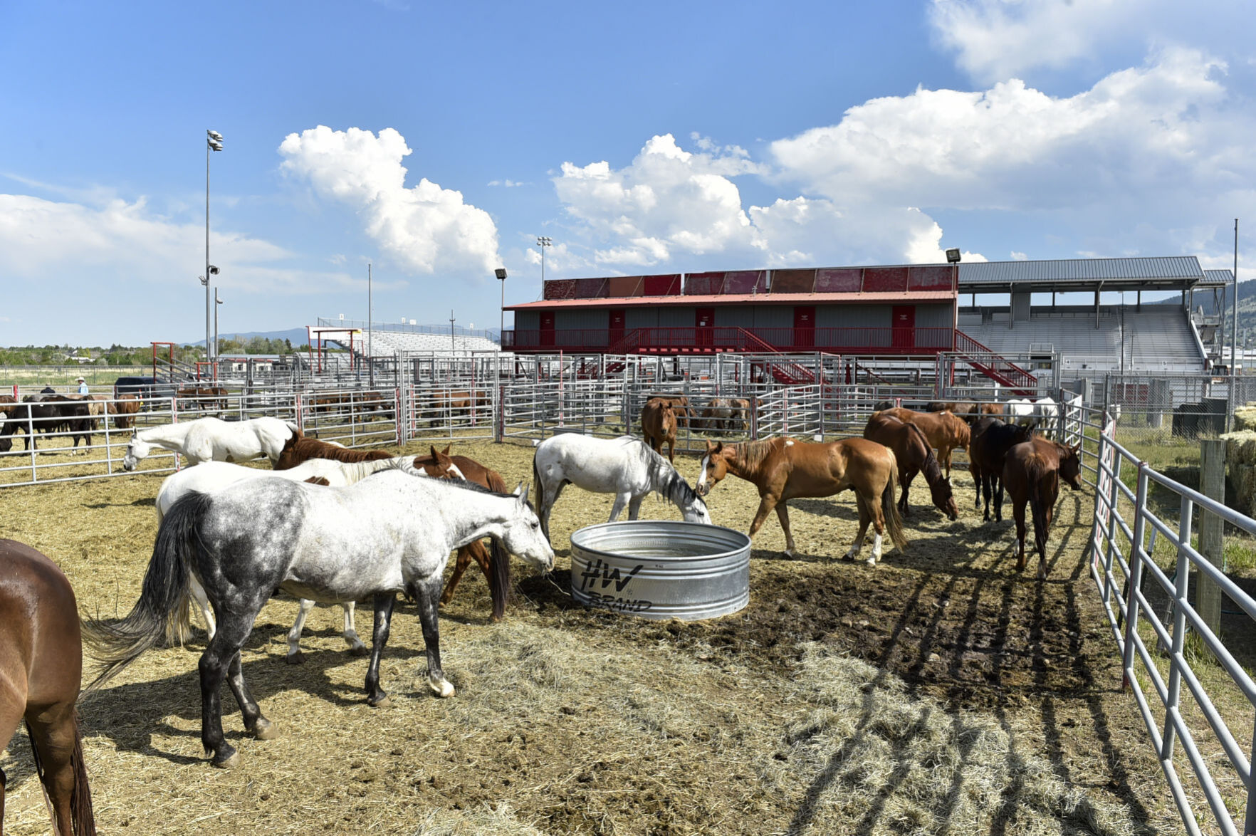 Seized Horses in Helena